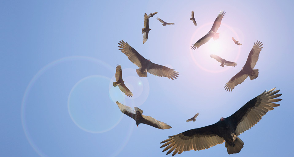Stand Up, The Vultures Are Circling